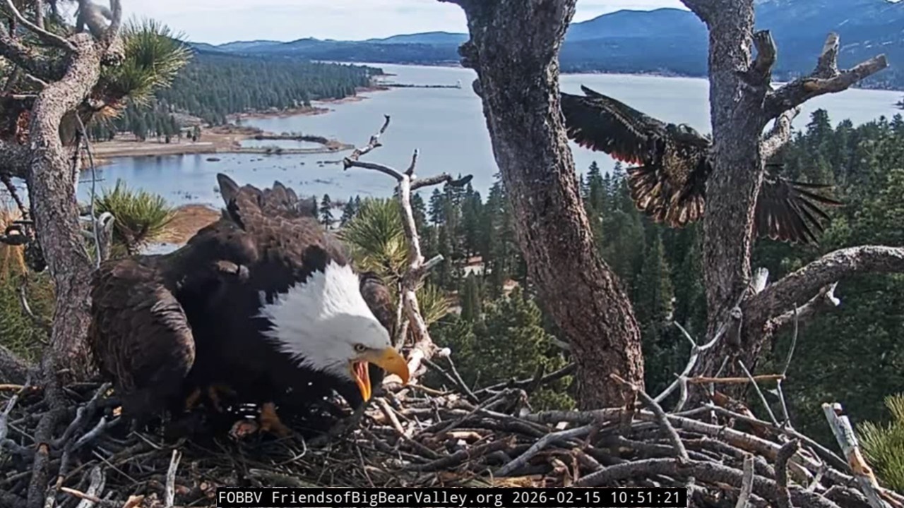 FOBBVCAM Eagles🦅Juvie Spoils Jackie's Peaceful Feesh🐟 In Warmest Memory of Sandy Steers💔2026 Feb 15