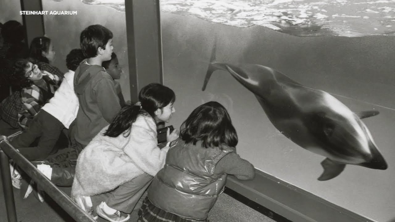 California Academy of Sciences' aquarium turns 100. Here's a look at its century-long history