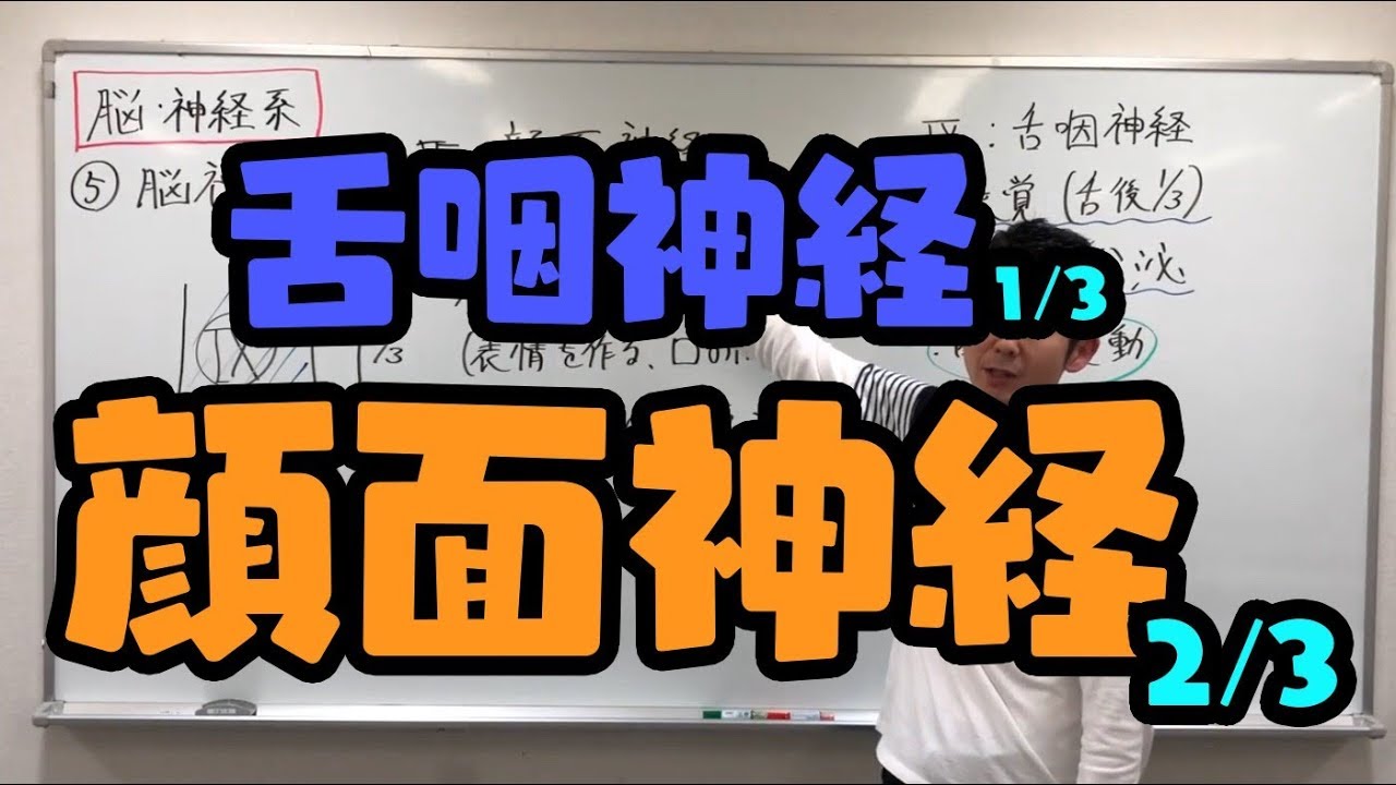 脳神経（顔面神経、舌咽神経）【第８３回】