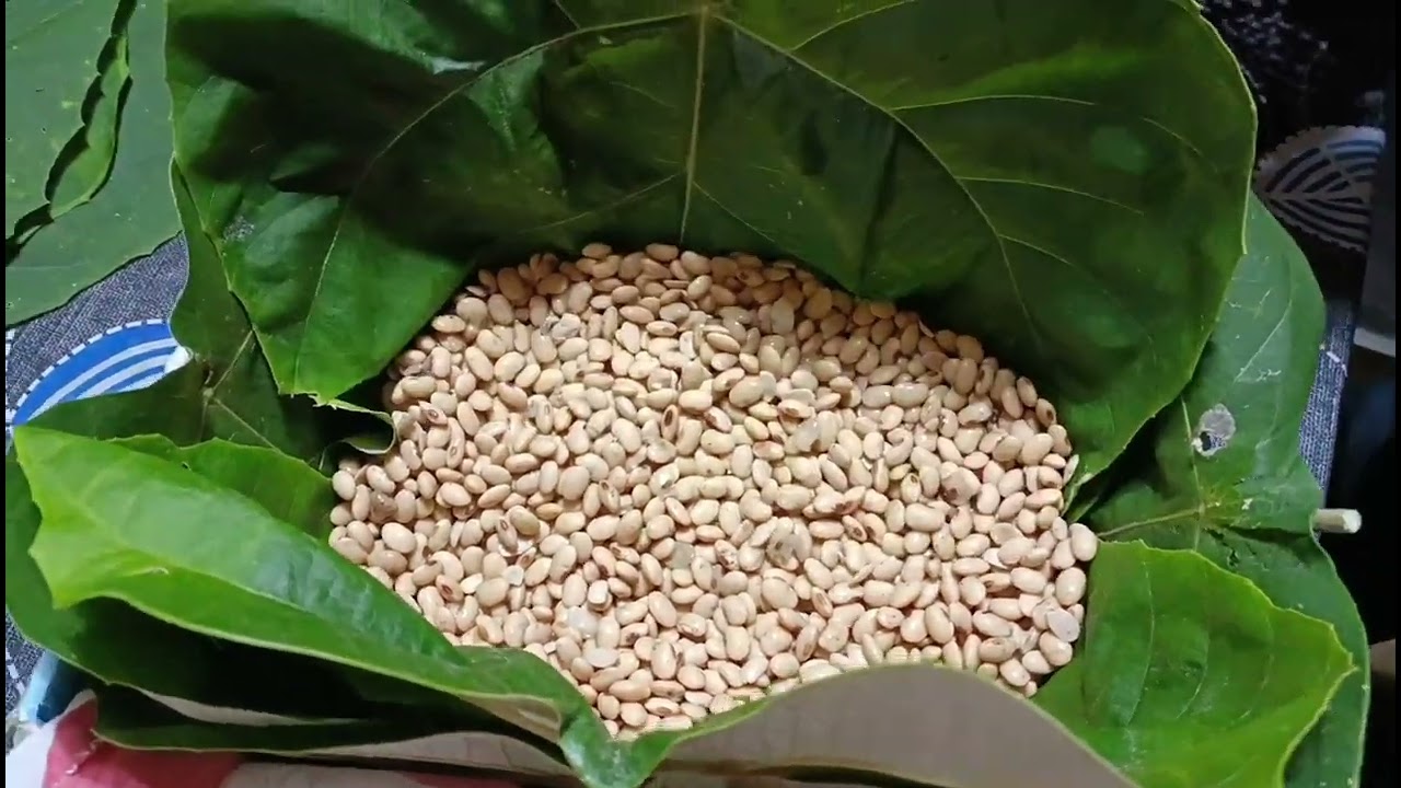 Nepali style ma kinema banaune tarika(how to make kinema)
