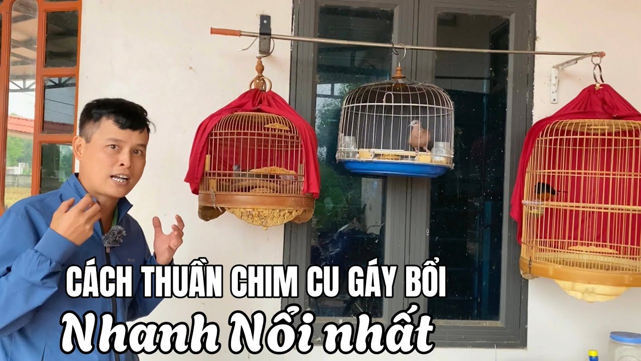Thuần chim Cu g&aacute;y bổi nhanh Nổi nhất d&agrave;nh cho người mới chơi