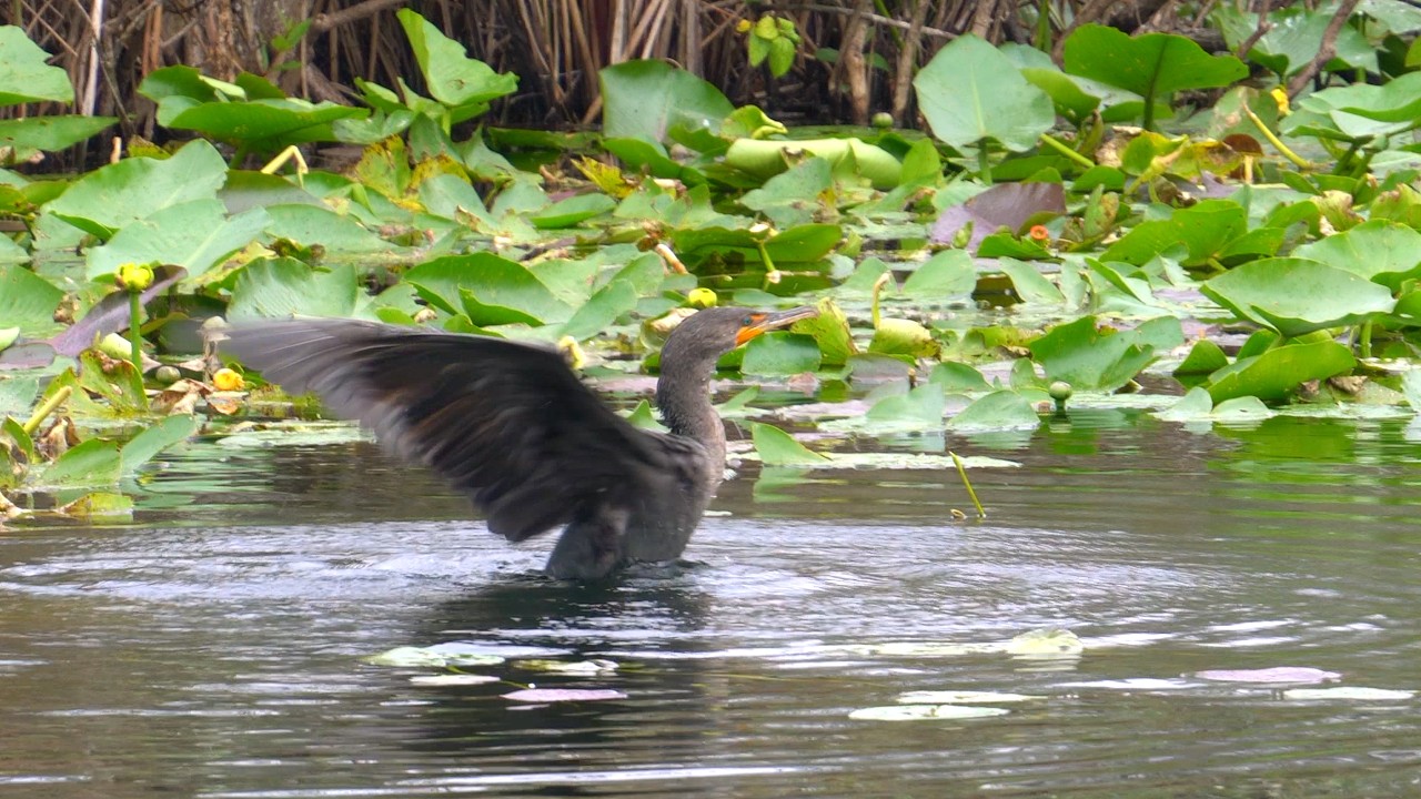 Voracious Cormorant Feeding in Everglades National Park | Florida Wetlands