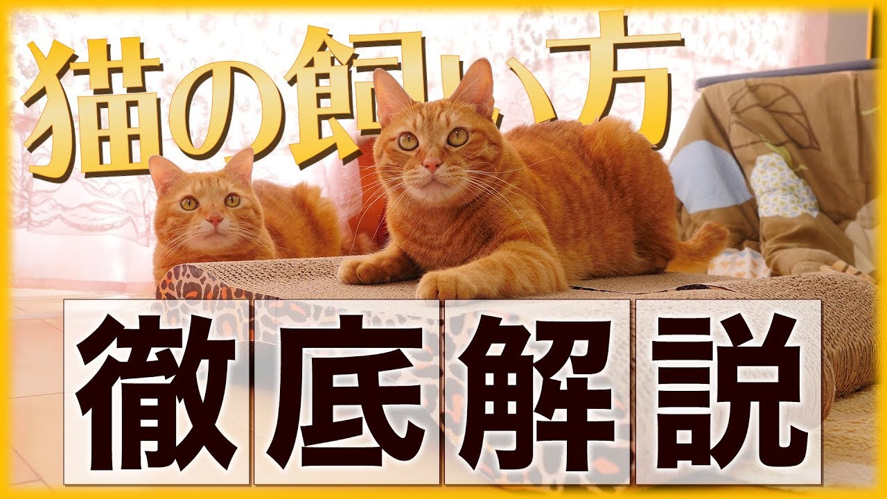 猫を飼うために必要なもの、飼い方を全て紹介！8項目の不安を取り除こう！