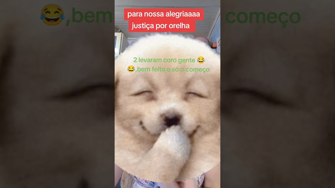 Nessa terra tudo que praticamos, o retorno sempre volta #cachorro 