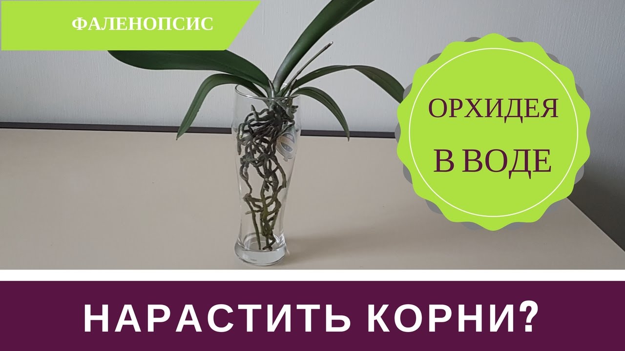 Как Нарастить Корни Орхиде: Орхидея в Воде Супстя 2 месяца