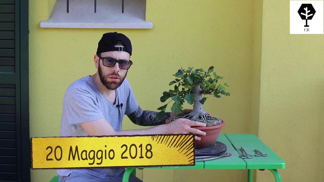 coltivazione ficus carica
