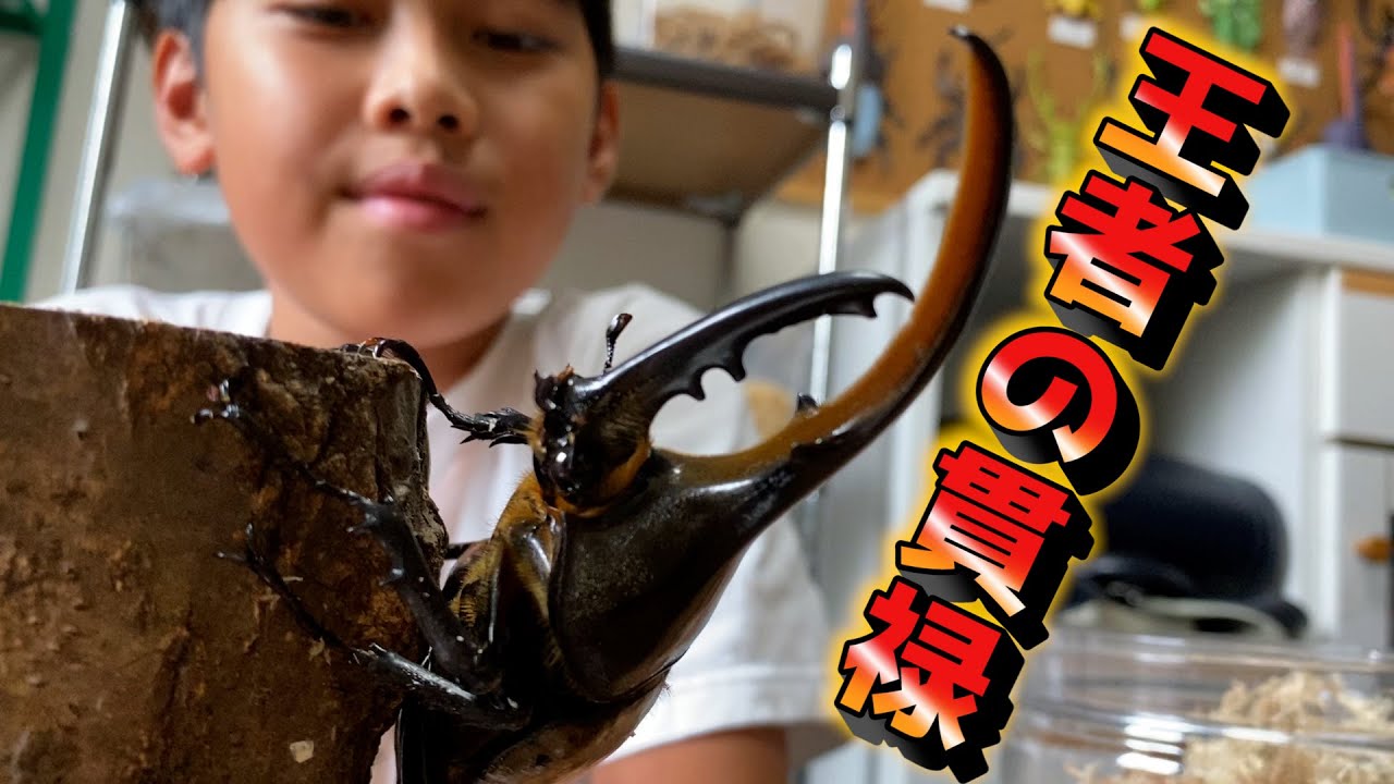 【世界最大のカブトムシ】ヘラクレスオオカブトがとにかくカッコ良い！