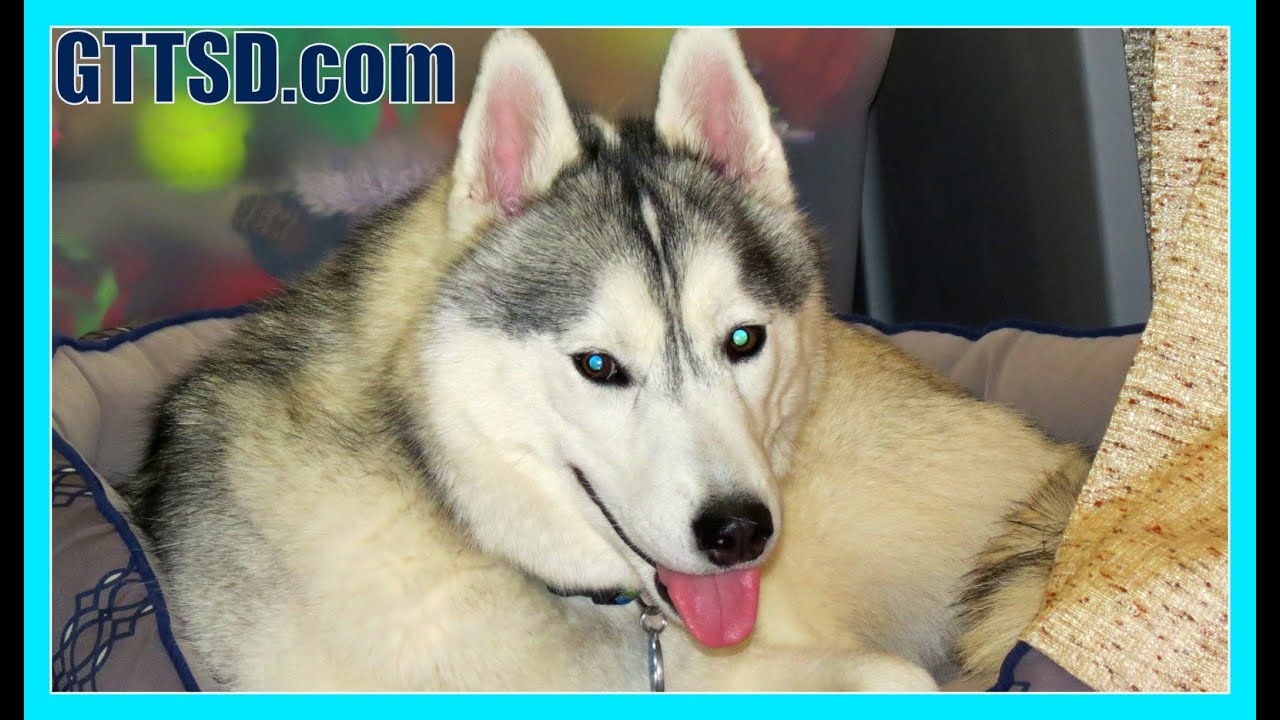 HUSKIES AS SERVICE DOGS | Fan Friday 190