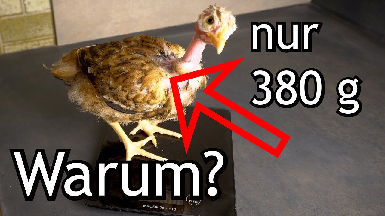 Warum wachsen die Küken schlecht? Kükenfutter? Kokzidioseimpfung? Fehlendes Oregano?
