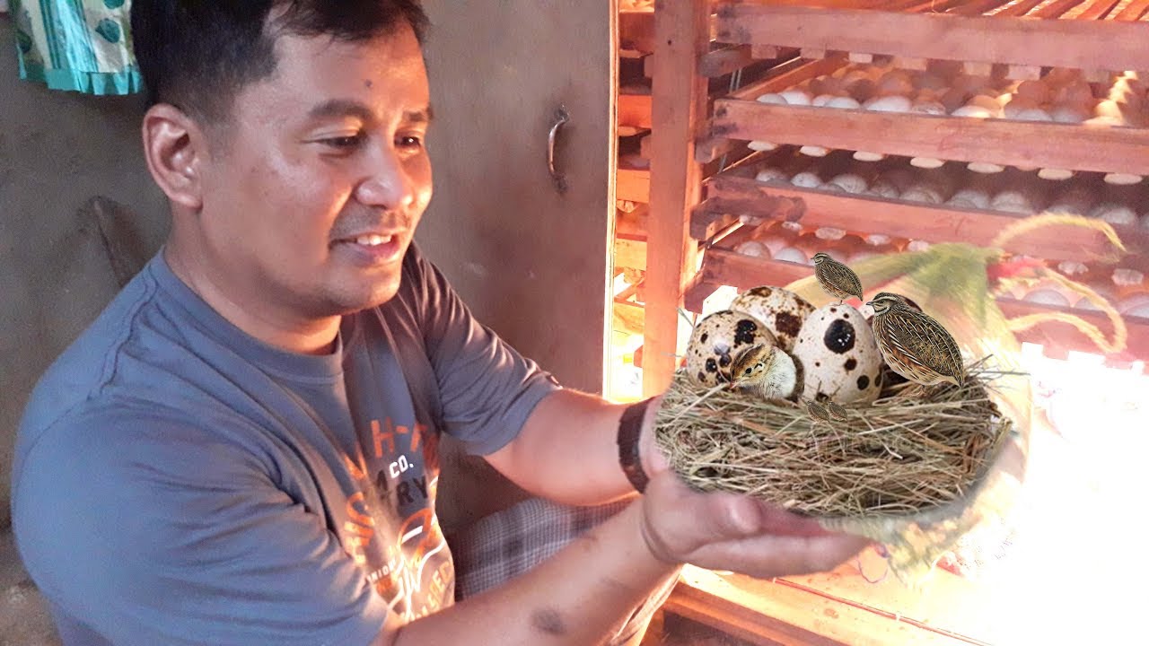 -Modern quail farming methods