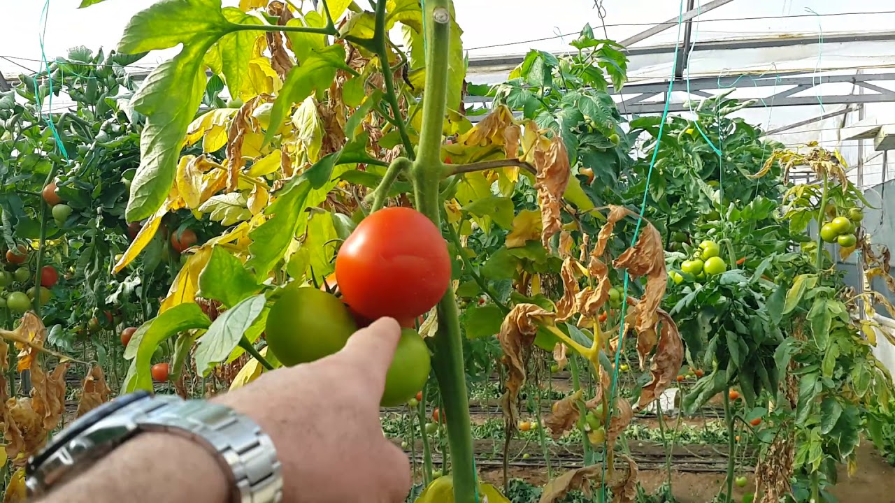 Fusariumun en etkili sistemik ilaçları bu anlatımda.