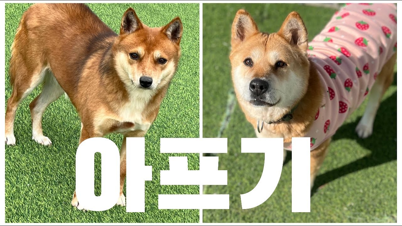 있기 없기? 영하10도 #dog #cat #빛