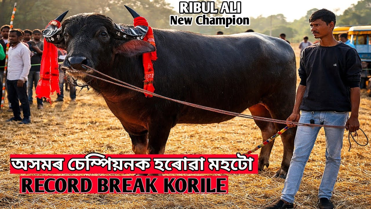 প্ৰথম বাৰ ৰেকৰ্ড ভাঙি দিলে ৰিবুল আলী মহটোৱে || চেম্পিয়নক হৰুৱাই ইতিহাস গঢ়িলে #mohjuj #agf 