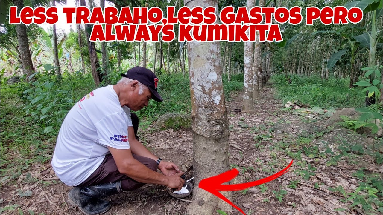 Rubber Farming | Kumikita ng Malaki pero less ang Trabaho - Panoorin