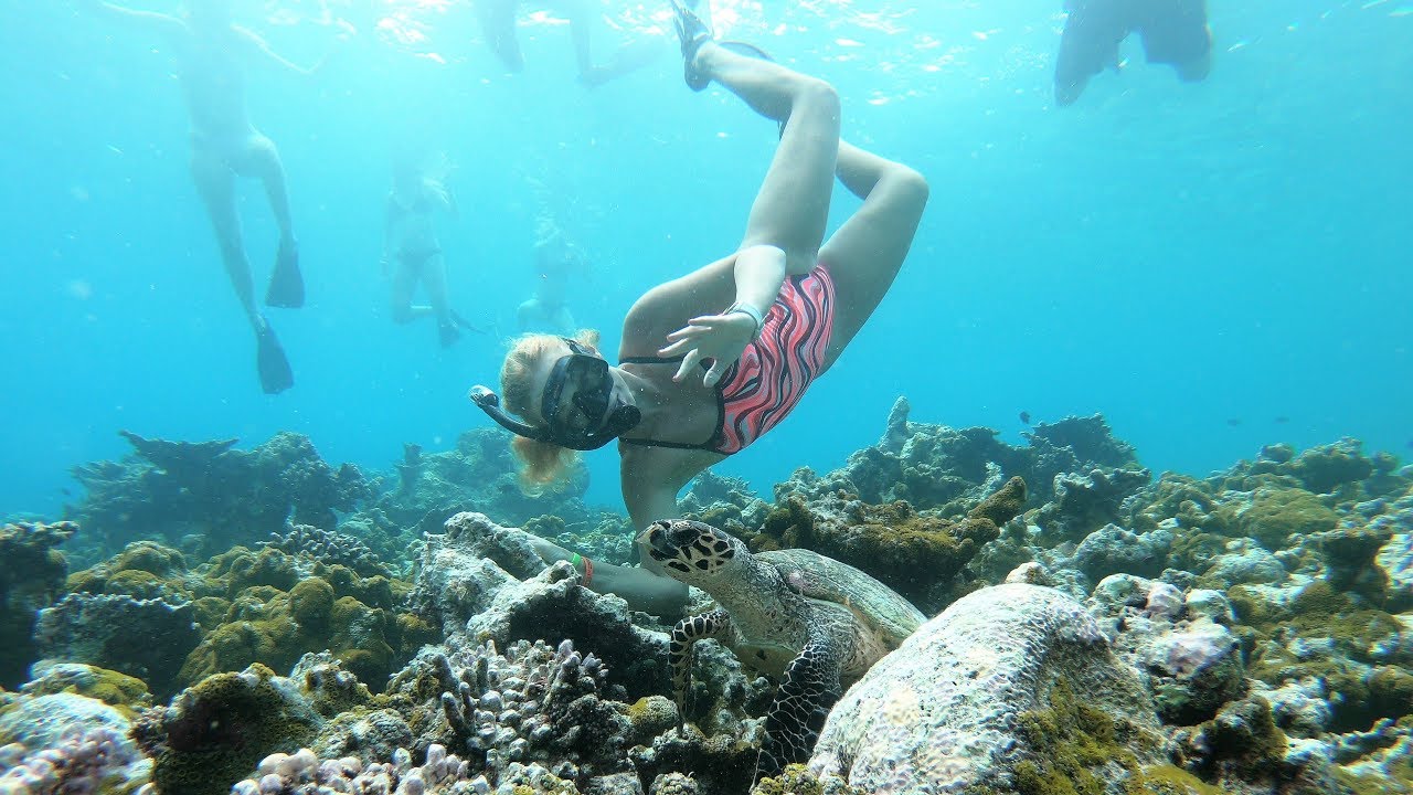 Maldives Turtle point Dolphins lagoon Sand bank 4K