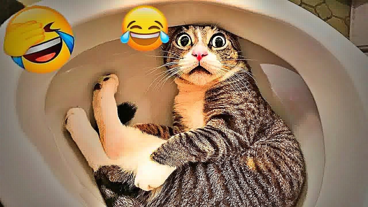 You Laugh You Lose😺Funniest Dogs and Cats 2025😿🐶