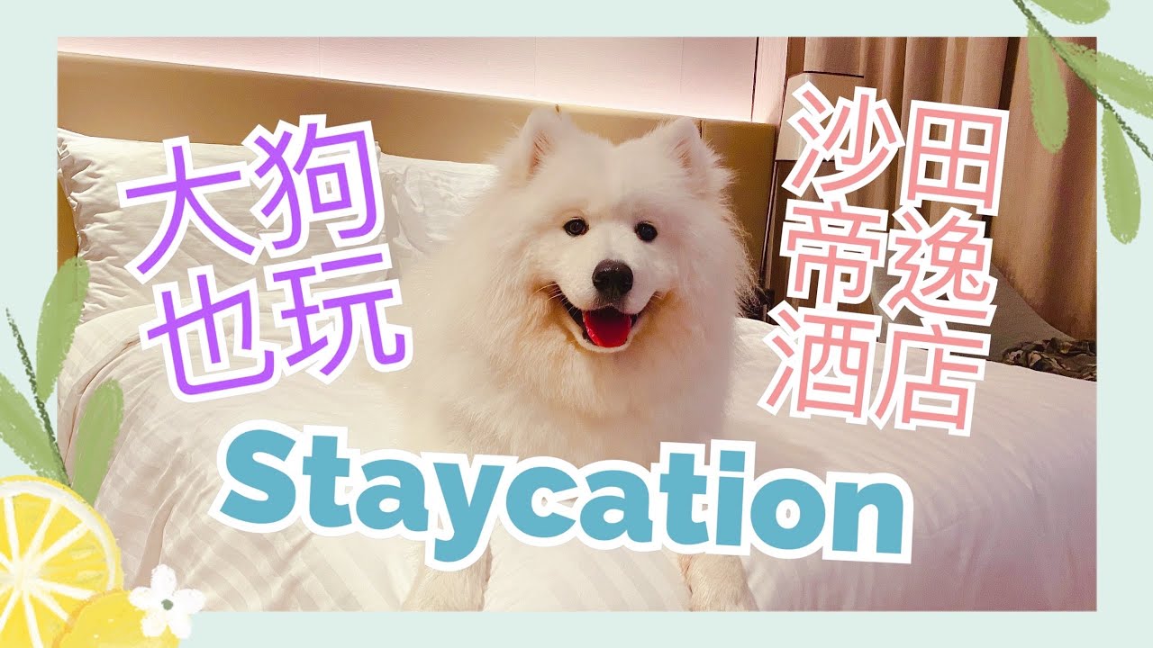 香港Staycation(上)✈️｜大狗也玩Dogcation⛺️|西摩Tako遊沙田帝逸酒店｜Room Tour篇🔹Big Dog Channel