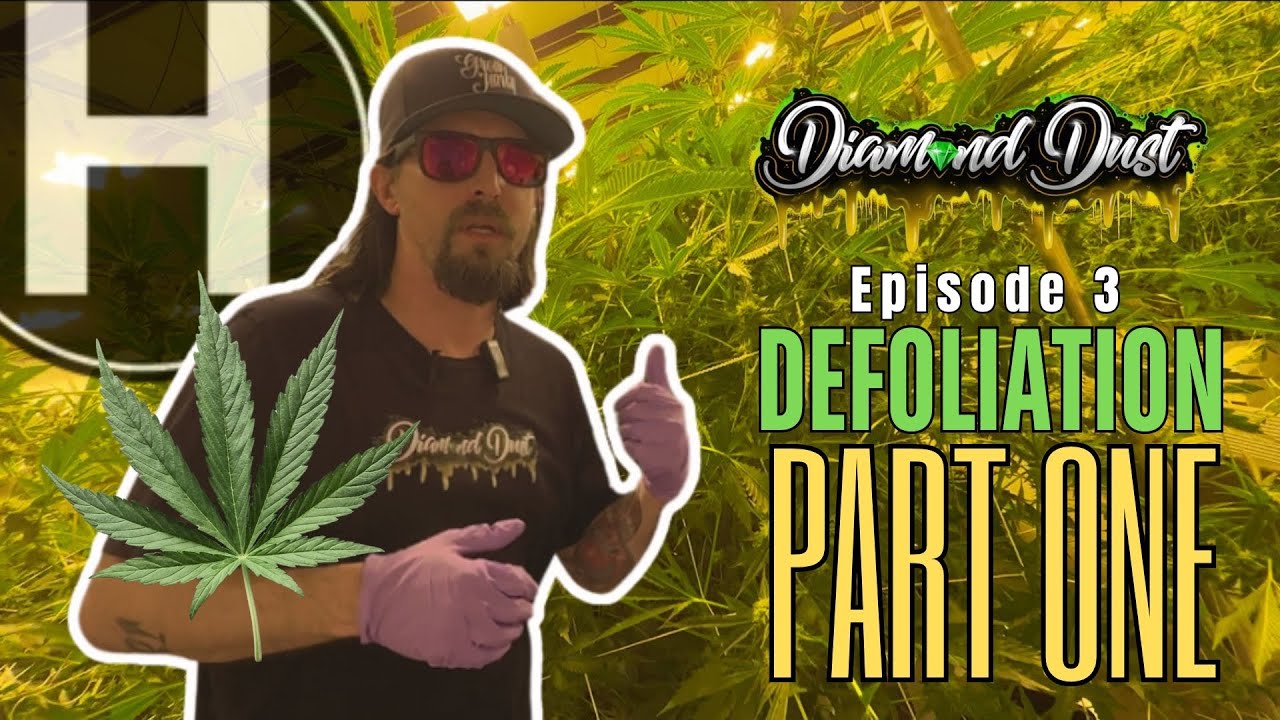 Defoliation Techniques & Pheno Variations
