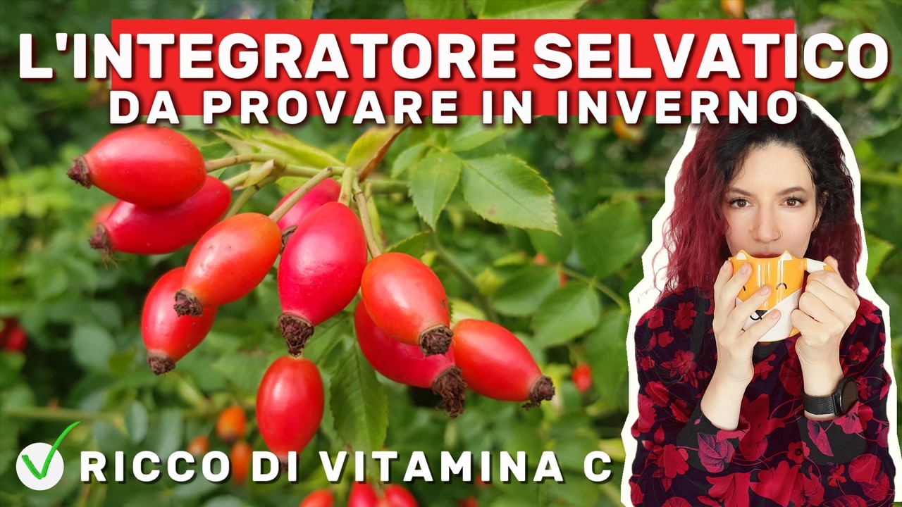Rosa canina: benefici reali e come non perdere la vitamina C