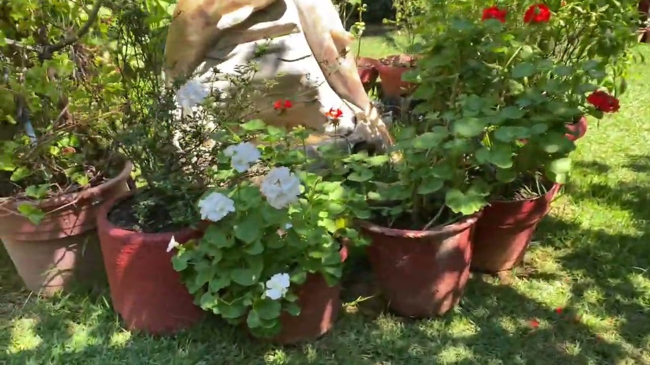 Belleza de jardín 🌹🌹🌹🌺🌺🌺💐💐🍄🍄