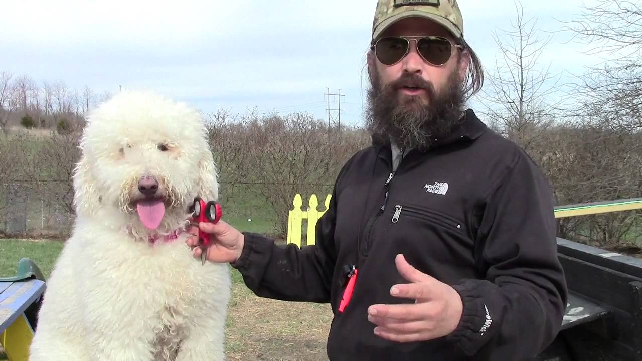 Goldendoodle Eye Maintenance