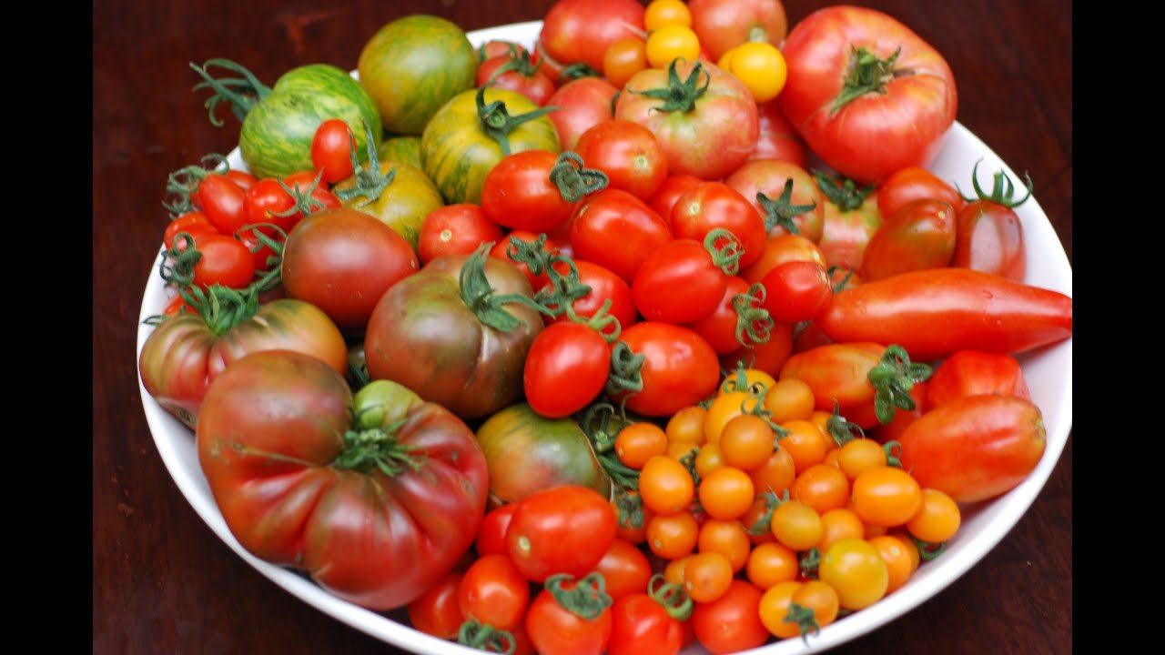 FEEDING TOMATOES AND HOW TO BALANCE NUTRIENTS