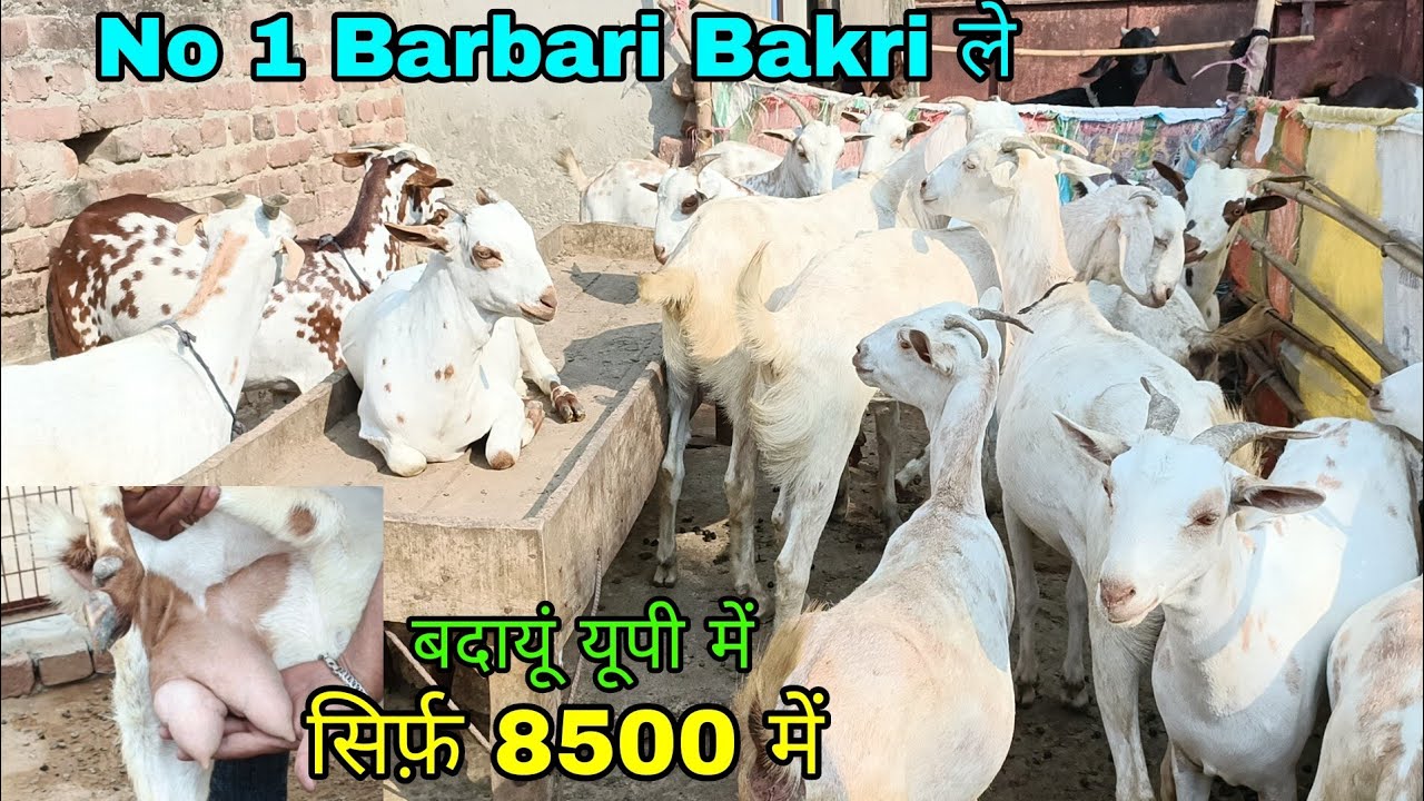 Barbari Bakriya For sale at Badaun UP Shariq Bhai Badaun UP 7486949207