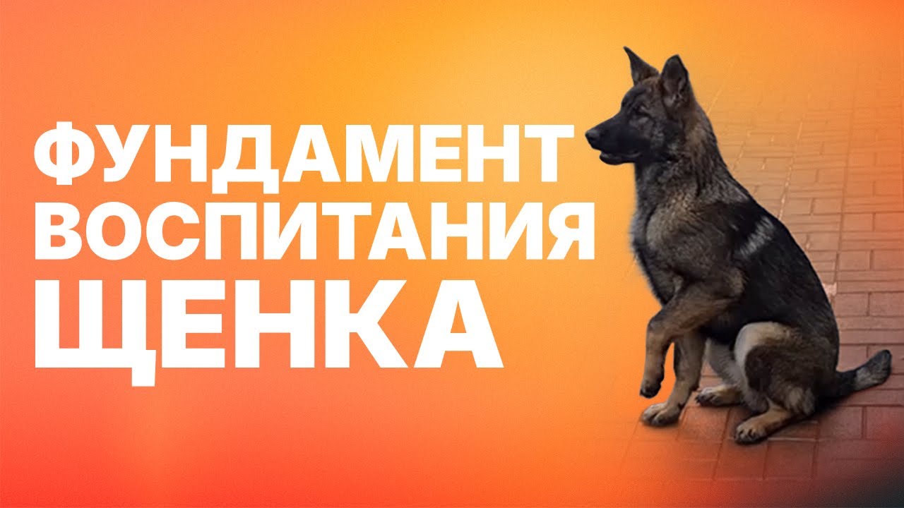 Дрессировка щенка. Базовые упражнения, закладывающие фундамент воспитания. Puppy training.