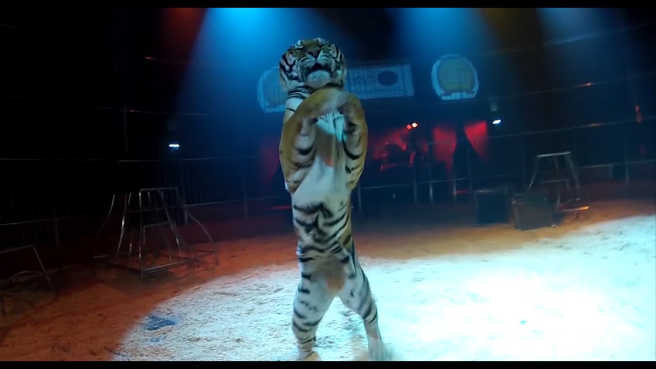 Redi Cristiani - Tigres - Cirque de Noël 2013