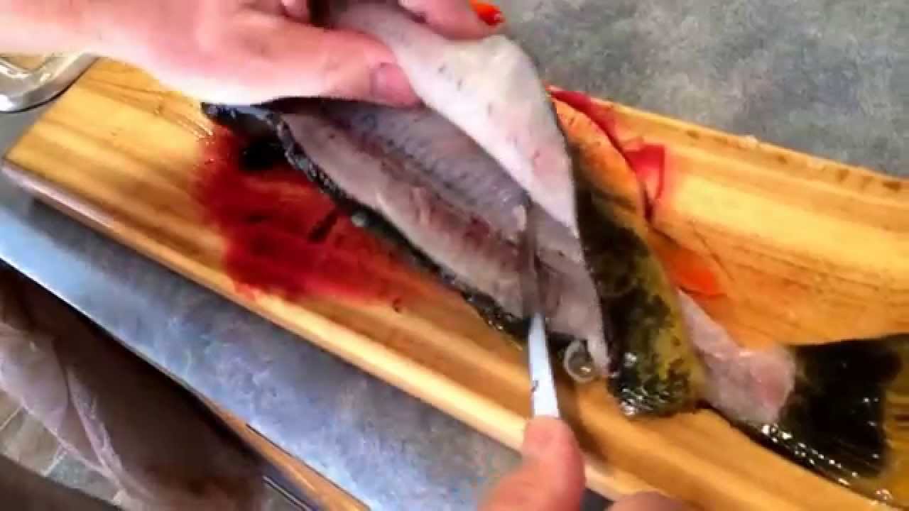 How to fillet yellow perch with no bones