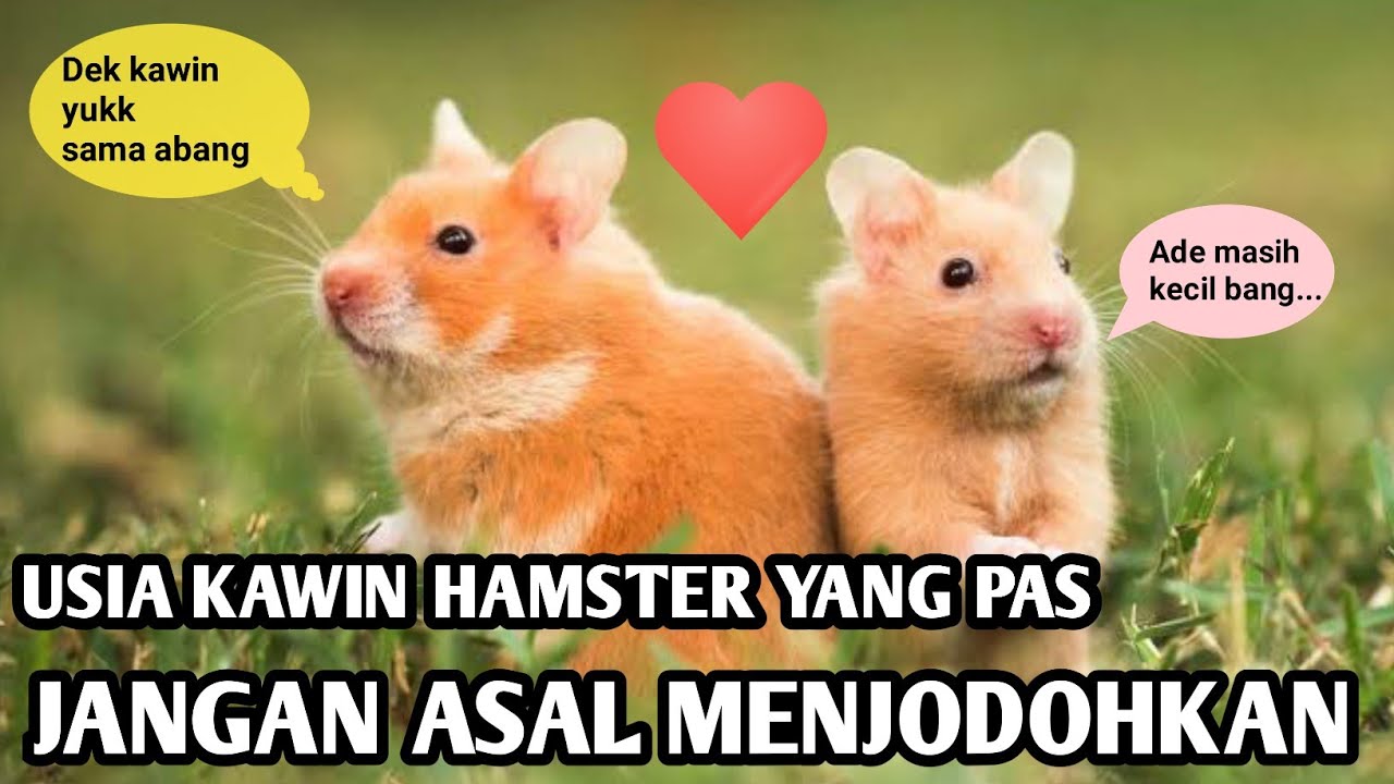 USIA KAWIN HAMSTER winter syirian cambel & roborovski
