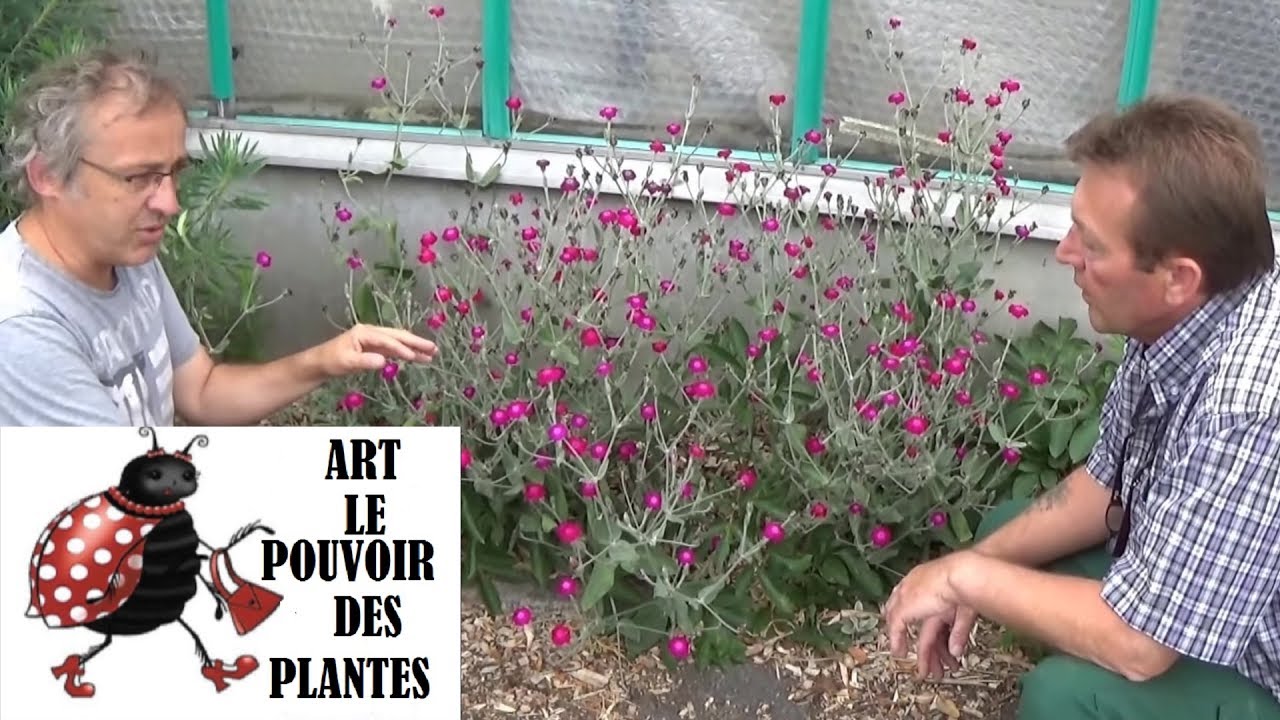chaine de jardin:Comment faire un semis de lychnis coronaria coquelourde des jardins: plante vivace