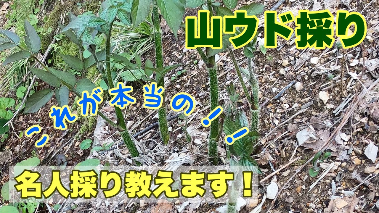山菜ウドの名人採り、こっそり教えます！【参加自由クイズありの動画】