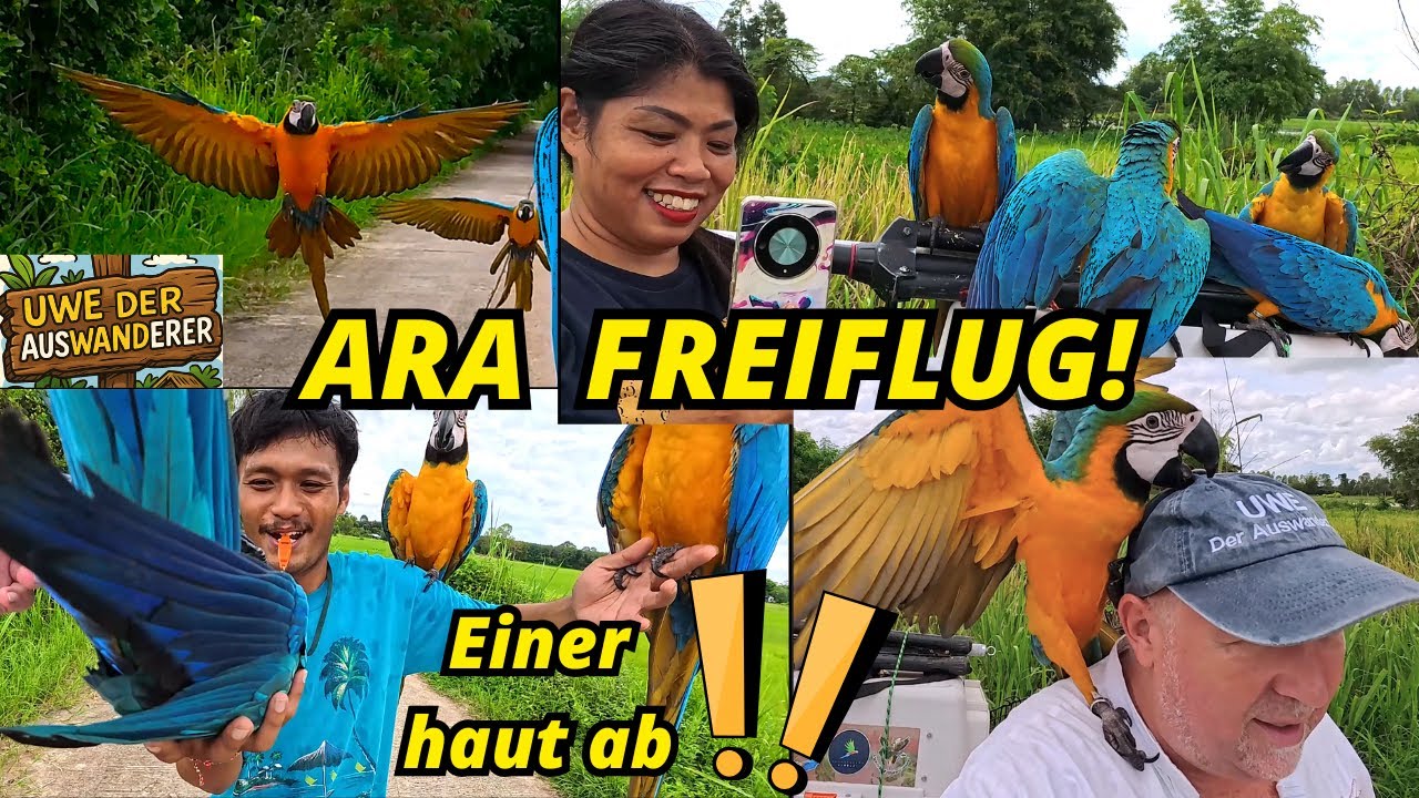 Vier Aras, zwei Sonnensittiche und ein Ausreißer. Thai hält vier Aras im Dorf–Freiflug zum Staunen!
