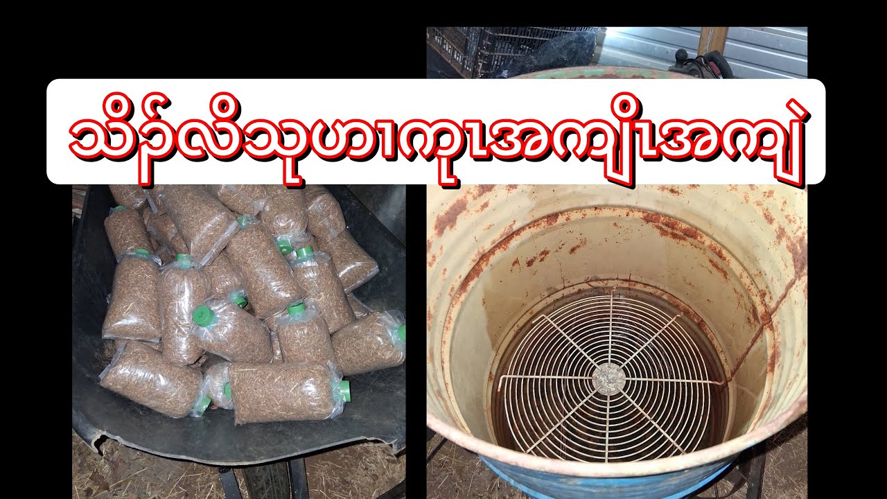 စးထီၣ်သိၣ်လိသုလံ2/6/26