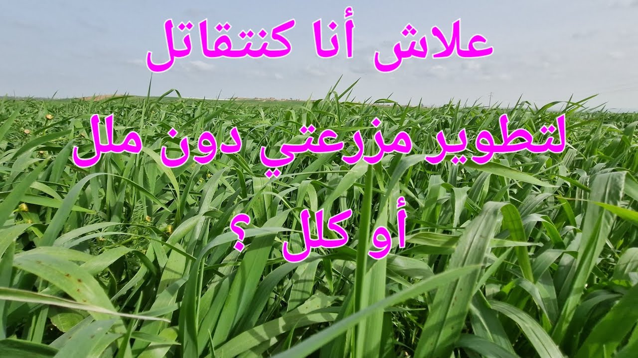 الحلقة 778.🌹❤️🌹  لهذه الأسباب  لا أستسلم لتحقيق حلمي بالوطن  🇲🇦
