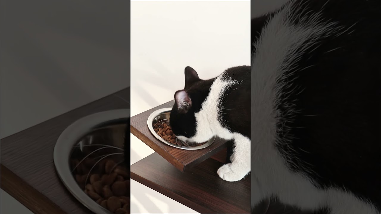 PETOMG Smoky Rubber Wood Cat Wall Furniture Set | Premium Wall-Mounted Design