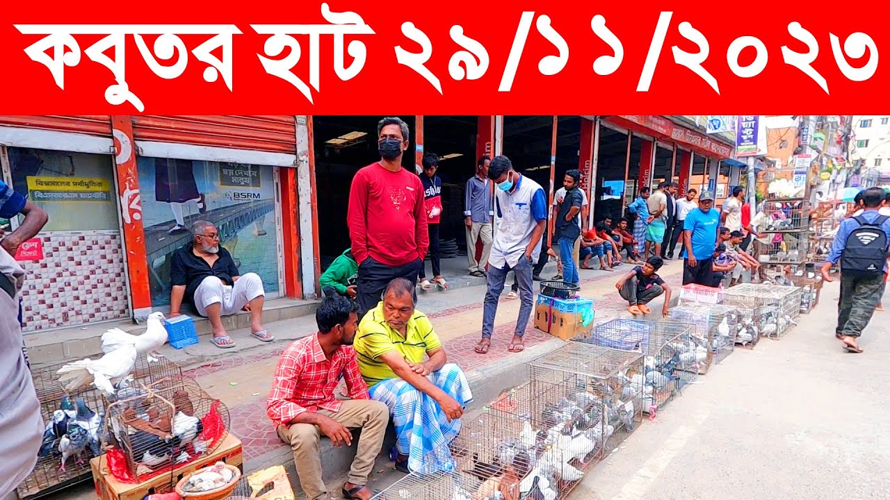 কবুতর হাট ২৯-১১-২০২৩ || kobutor hat 2023 || pigeon market in bangladesh || meradiya kobutor hat