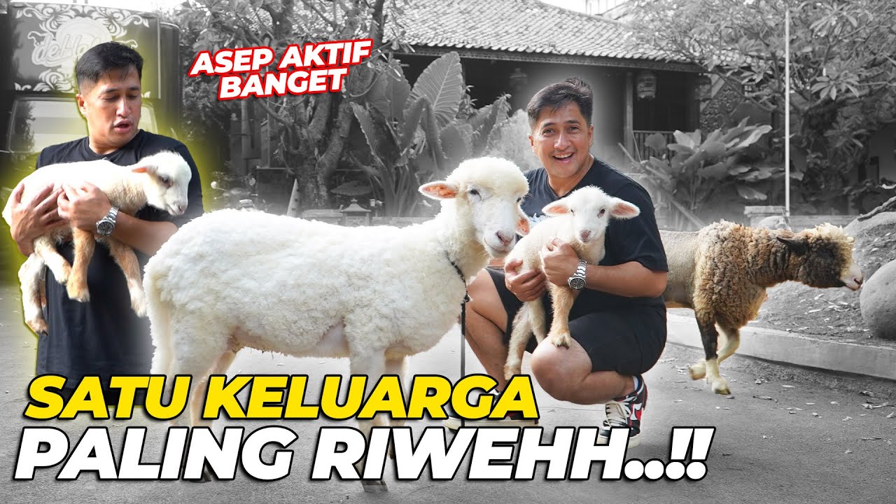PERTAMA KALI AJAK BAYI DOMBA KELILING..! LANGSUNG NGACIRR..!!