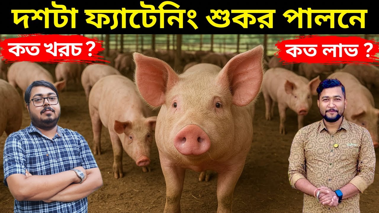 দশটা ফ্যাটেনিং শুকর পালনে কত খরচ কত লাভ?.