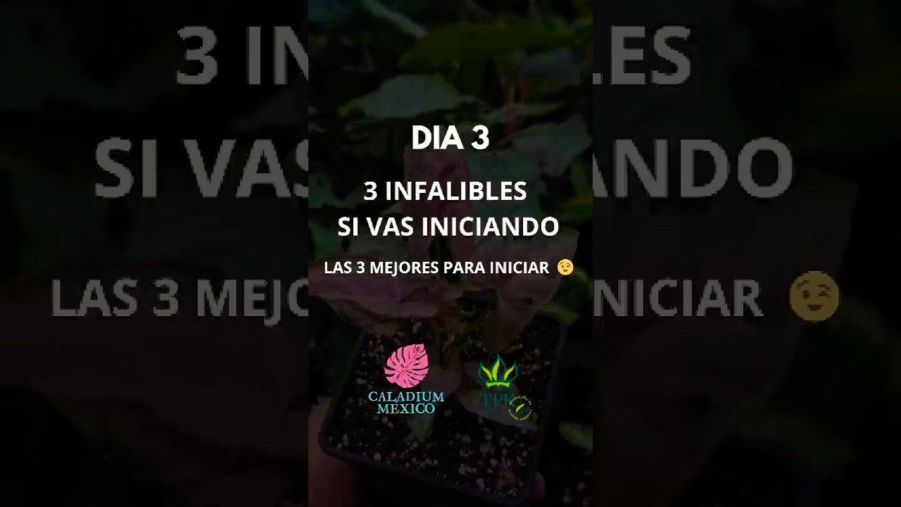 👉 3 plantas ex&oacute;ticas para principiantes: f&aacute;ciles, r&aacute;pidas y hermosas #D&iacute;a3 #RetoPlantLover