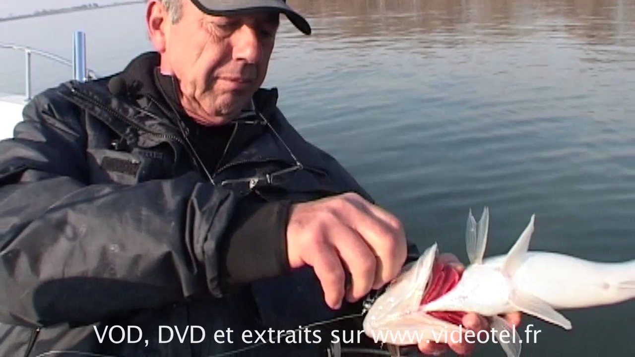 Pêche de A à Z : Gros sandres en fleuve avec Jean-Claude Tanzilli
