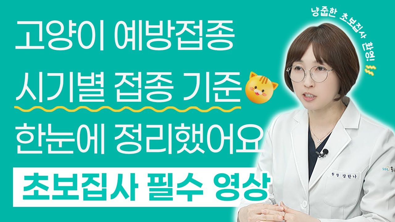 고양이 예방접종, 이것만 보세요! 💉 시기/종류/부위/주기 총정리  | 24시 솔동물의료센터