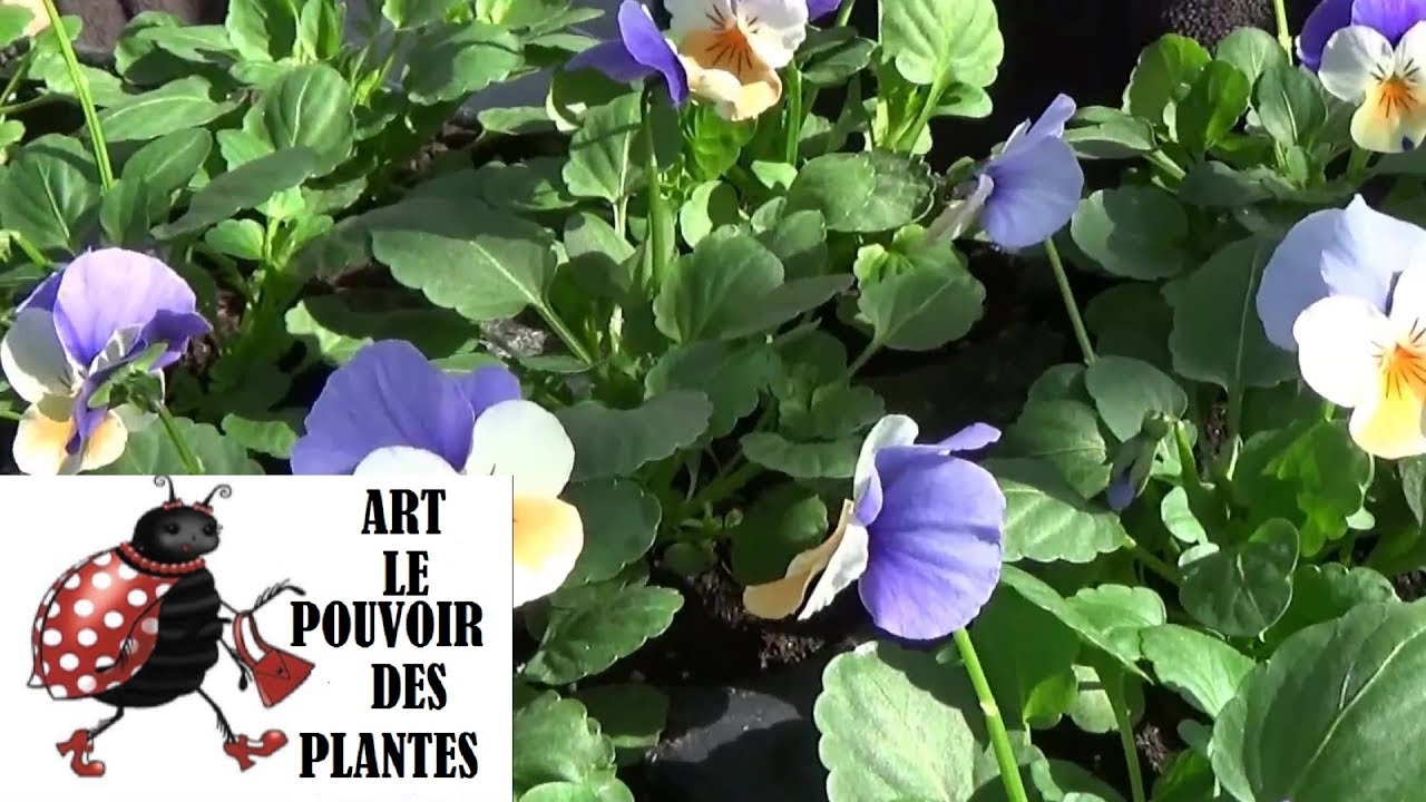 chaine de jardin:Comment faire un Semis de pensées: plante bisannuelle