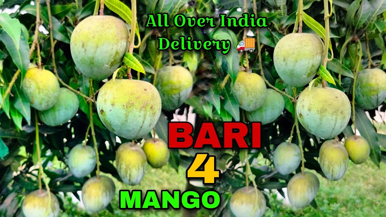 Thai Bari 4 Mango 🥭 fruit farming ((☎️ 9734307077)) Ariful Nursery #farming #mango #fruit #shorts
