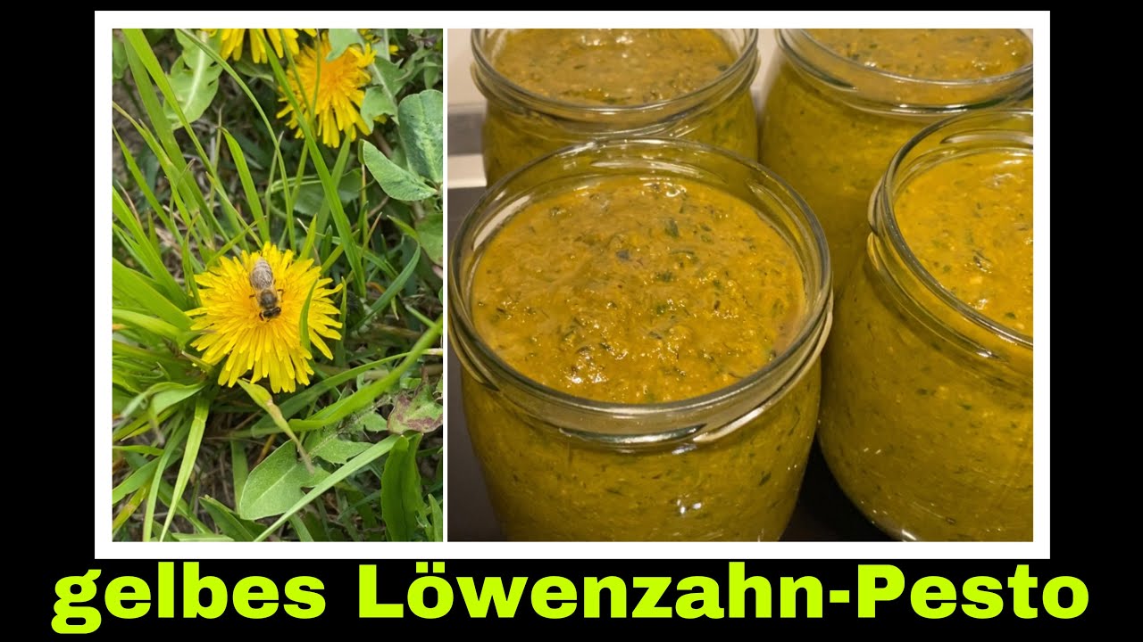 gelbes L&ouml;wenzahnpesto | L&ouml;wenzahnbl&uuml;ten und Bl&auml;tter Rezept | Selbstversorgung: L&ouml;wenzahn