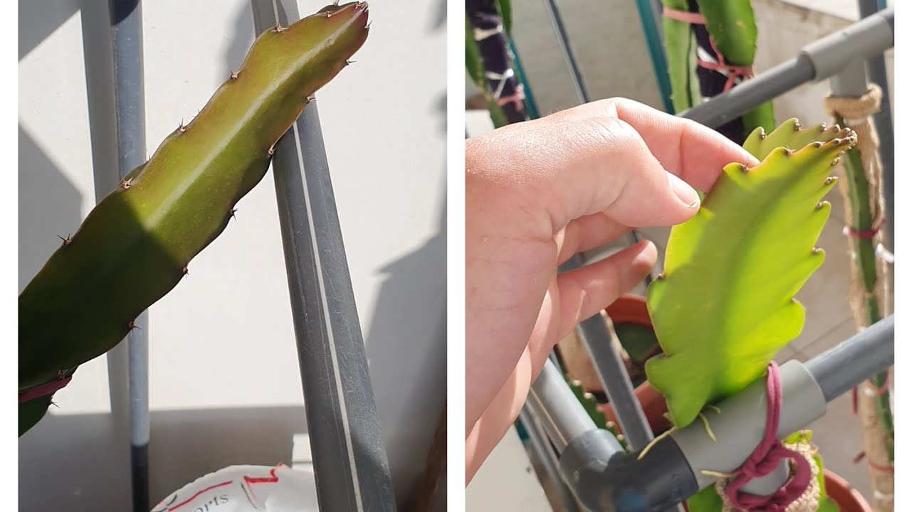 التعامل مع عقل الدراجون فروت عند وصولها للإطار/التكعيبة,What I should do with main Dragon Fruit Stem
