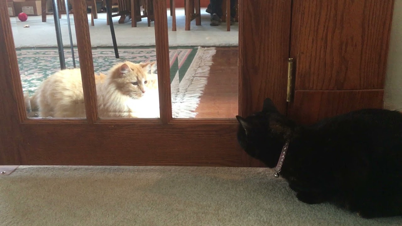 Cat with good emotional intelligence helping cat with social anxiety 😸