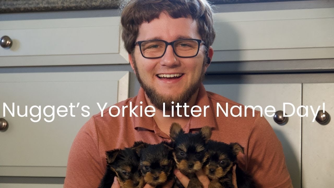 Nugget's Yorkie Litter Name Day!