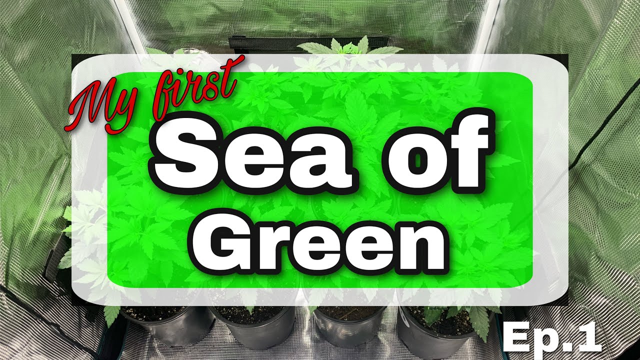 Sea of Green #Spiderfarmer